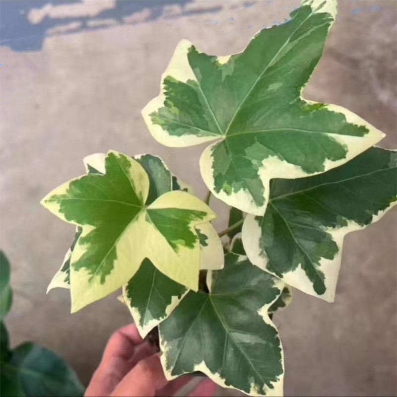 花叶熊掌木盆栽 耐阴多年生绿植 四季常绿净化空气爬藤观叶植物