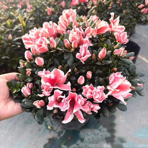 春季秋季阳台窗台客厅庭院