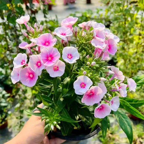 福禄考草本庭院阳台花期长