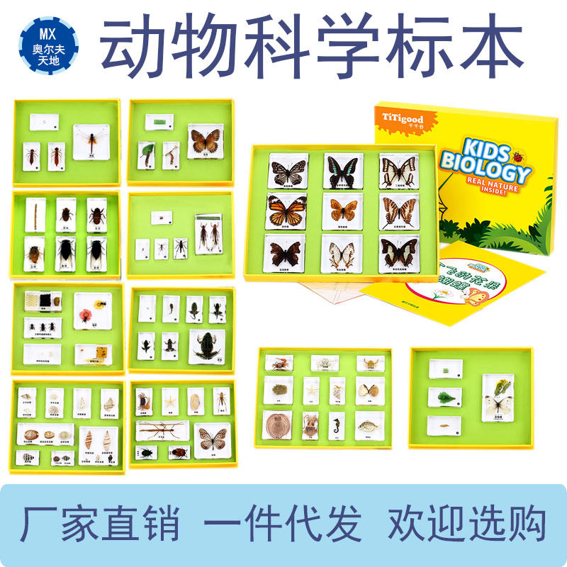 幼儿园科学包埋标本儿童实验教具反复教材树脂教学动物昆虫标本
