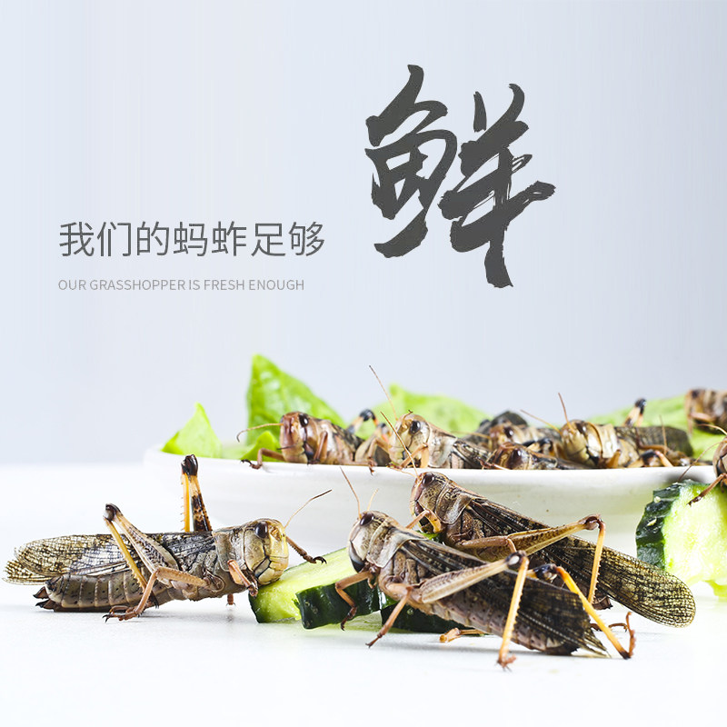2025新货蚂蚱纯母新鲜活体速冻东亚飞蝗山东特产美食烧烤顺丰发货