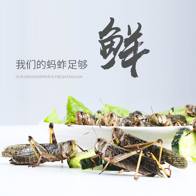 20255新货新鲜蚂蚱低温冷冻