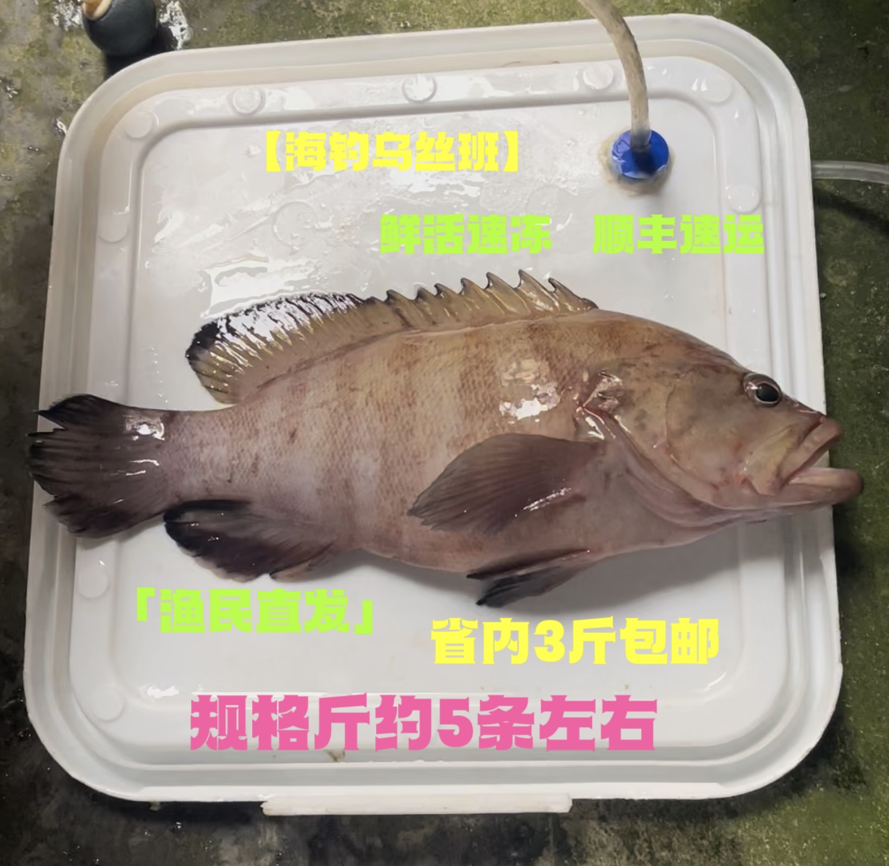 广东天然乌丝斑油班黑猫仔横纹九棘鲈海钓石斑鱼海鲜1斤