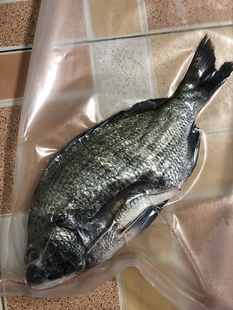 广东天然海鲜钓口真鲷鱼鲜活冷冻黑鲷鱼立鱼黑蜡鱼3斤