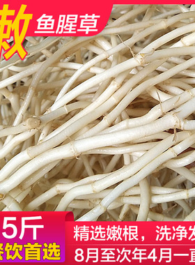 鱼腥草新根凉拌折耳根折儿根 新鲜嫩根现挖节节根侧耳根嫩5斤