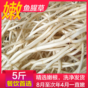 新鲜嫩根现挖节节根侧耳根嫩5斤 鱼腥草新根凉拌折耳根折儿根