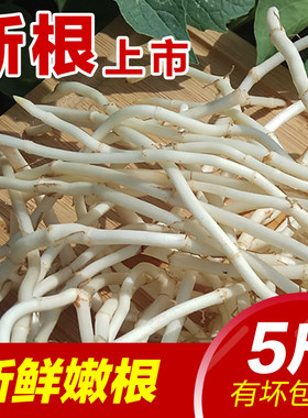 鱼腥草新根凉拌折耳根折儿根 新鲜嫩根现挖节节根侧耳根嫩5斤