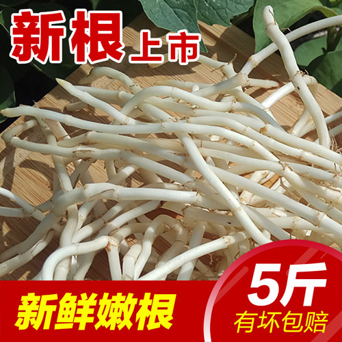 新鲜鱼腥草耳根折儿节节挖生