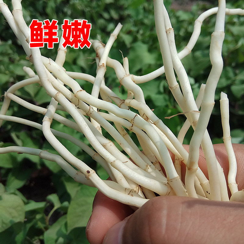 现挖新鲜鱼腥草 折耳根节节根侧儿根 鱼星草鱼心草嫩根 凉拌菜