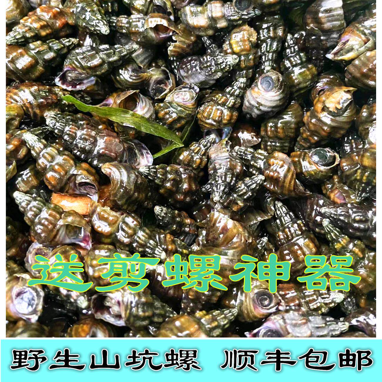 野生山坑螺韶关坪石武江纽螺清水螺鲜甜脆爽顺丰包邮送剪螺神器