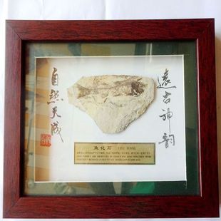 奇石观赏石菊石石燕贝牙齿三叶虫昆虫植物树化玉鱼化石装裱3289
