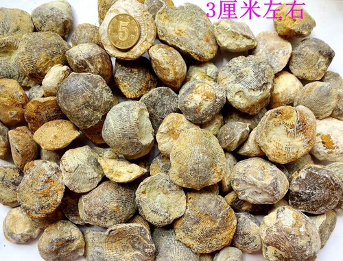 天然保真无洞贝化石原石标本