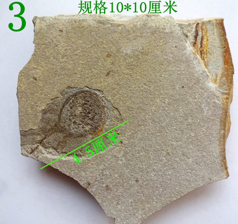 古生物奇石树叶树化石海星鹦鹉螺稀有恐龙虾鲎虫化石原石标本3185