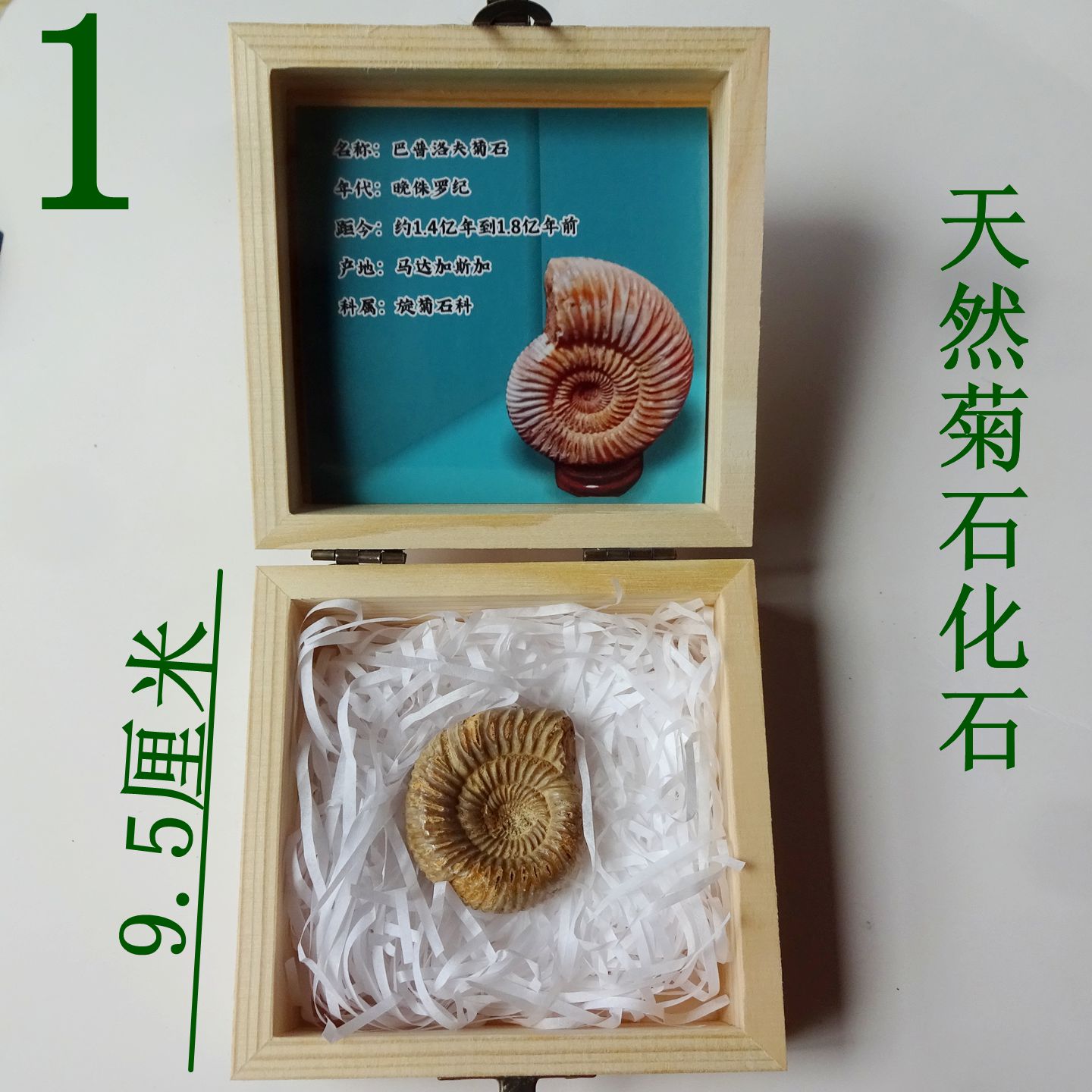 古生物树叶海胆海星百合燕子三叶虫菊石斑彩螺动物昆虫化石标本29