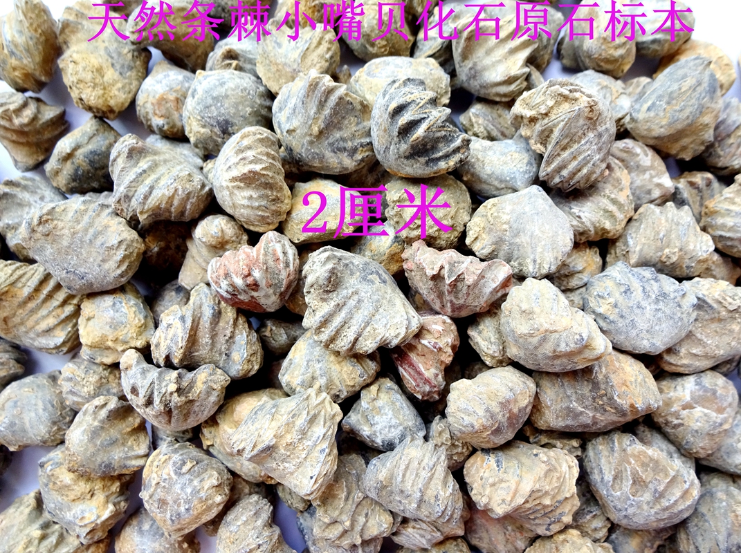 天然保真稀有条棘小嘴贝化石原石