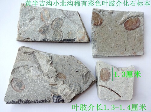 天然保真彩色叶肢介化石标本