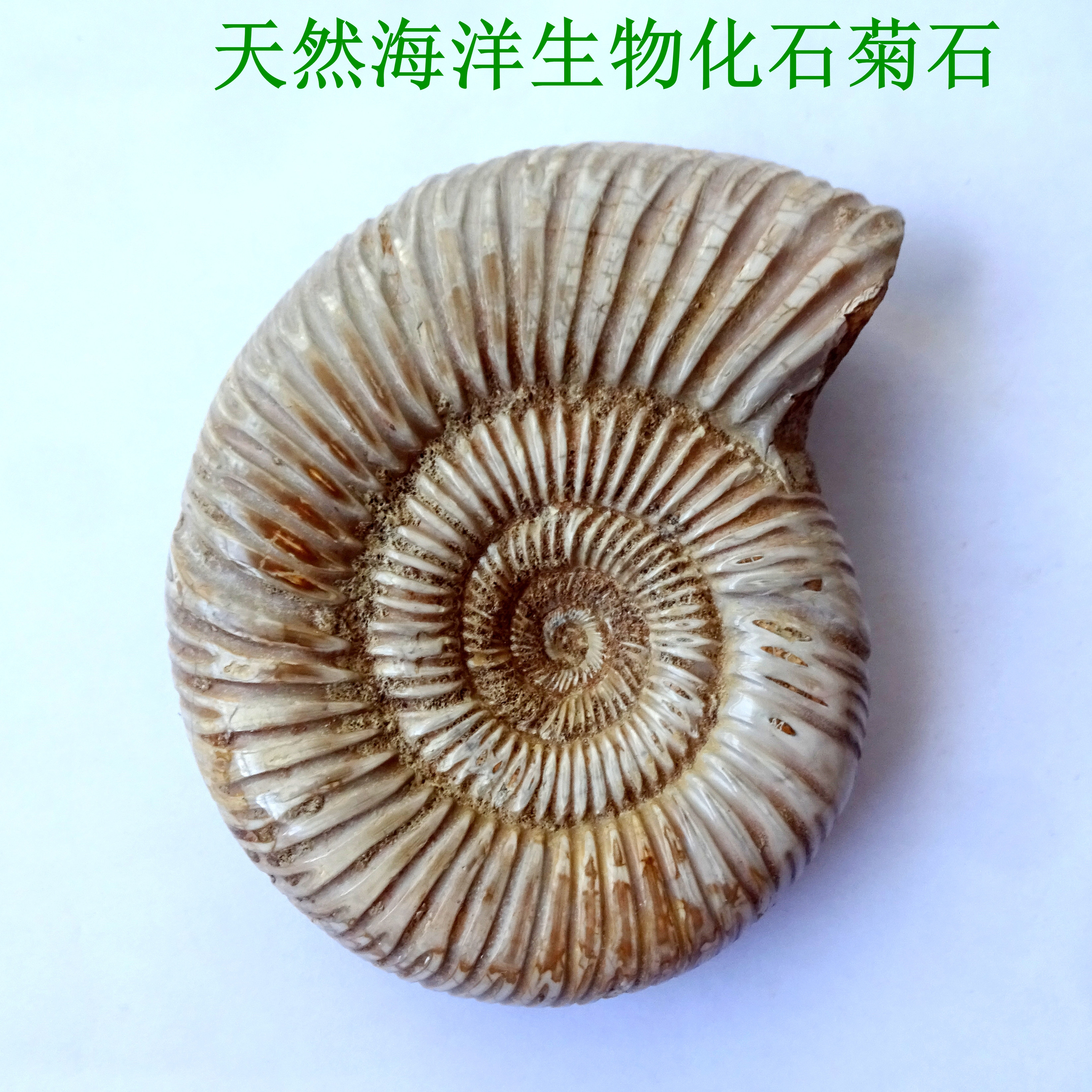 古生物树叶海胆海星百合燕子三叶虫菊石斑彩螺动物昆虫化石标本29