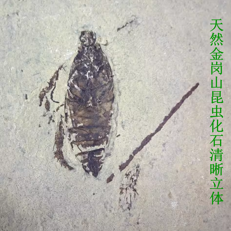 古生物奇石观赏石叶菊石树化石三叶虫动物鱼昆虫化石原石标本1020