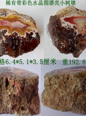 天然奇石观赏石银杏树植物昆虫化石菊石三叶虫树棒树墩摆件2760