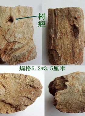 天然树化石稀有小树棒
