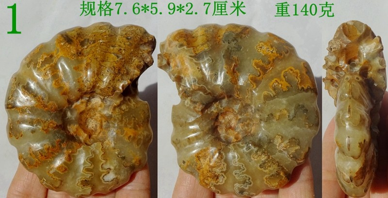 奇石观赏石树化石树化玉菊石燕子石牙齿树叶稀有漂亮玉化菊石3026