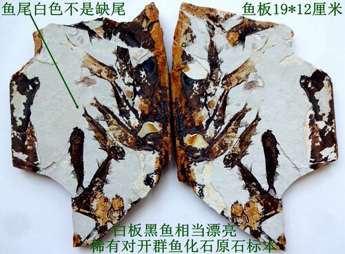 鱼化石大王杖子鱼化石稀有保真