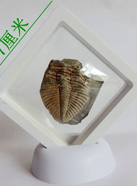 观赏收藏送给小朋友科普佳品