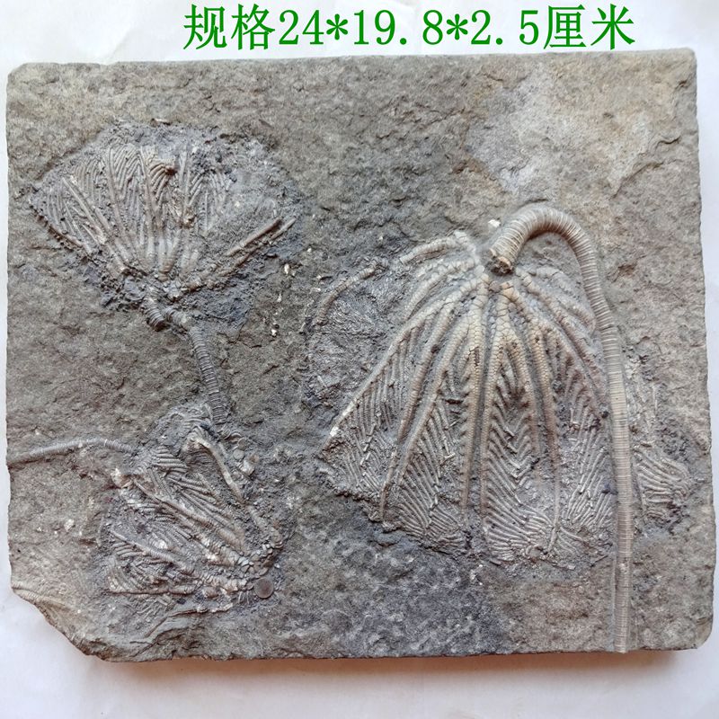 古生物奇石观赏石树化石菊石树叶海星海胆海百合化石原石标本2516