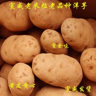 云南老品种现挖土豆马铃薯
