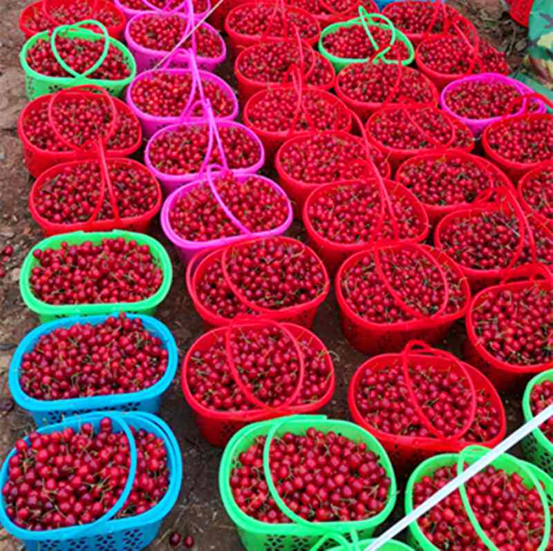 草莓篮水果采摘塑料杨梅篮手提红色新料鸡蛋篮樱桃篮子