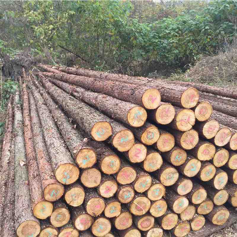 林场批发河道打桩木防汛木桩园林支撑杆定制2-6米木桩