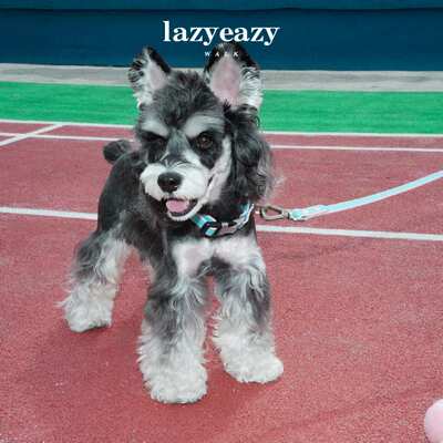 Lazyeazy宠物狗狗项圈牵引绳套装雪纳瑞泰迪中小型犬防水可调节款