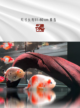 二马51-60cm大型大号沉木造景 沉木树森林 鬃狮蜥晒台 天然精品