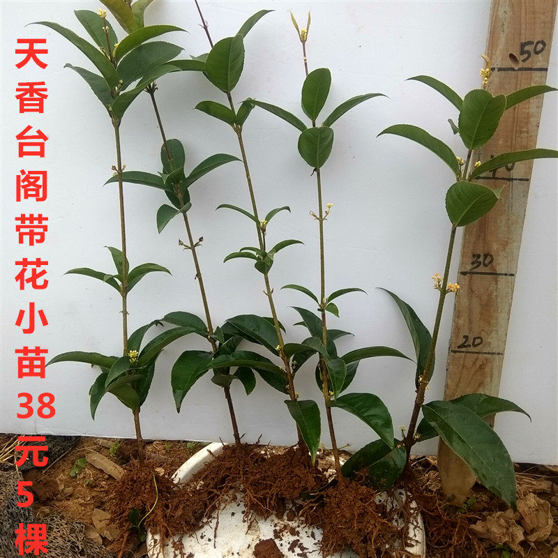 四季桂花天香台阁桂花树苗盆栽桂花苗丹桂彩叶桂国色天香五彩桂花