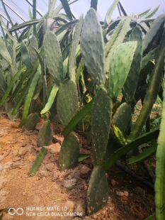 新鲜仙人掌绿色多肉植物盆栽可药用食用仙人掌米邦塔美容外敷内服