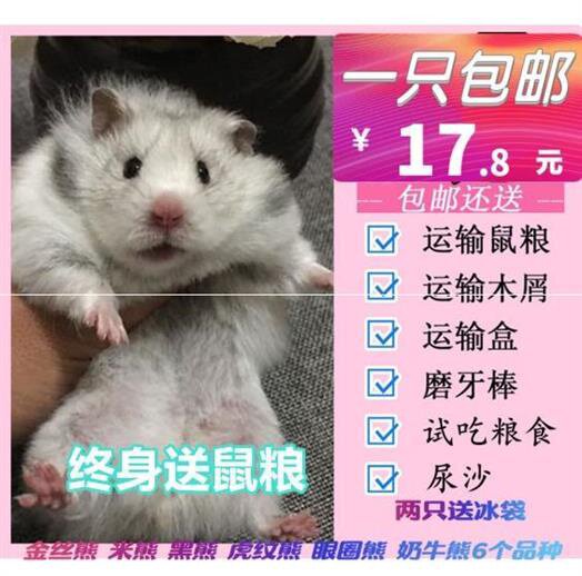仓鼠活体亮毛金丝熊荷兰猪巨型学生布丁16.8笼子以内米熊以下健康在类目 宠物/宠物食品及用品, 仓鼠类及其它小宠, 仓鼠中 - 来自Buy2taobao.com提供专业的淘宝代购服务