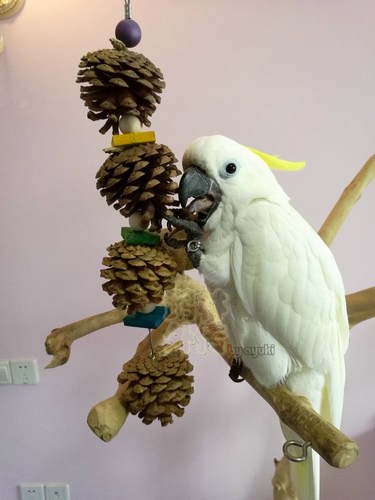 啃咬磨嘴鹉林外传解闷鹦鹉玩具