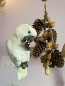 店主推荐 鹦鹉啃咬玩具缤纷大松塔串松果咬串麻绳手工吊串玄凤牡丹