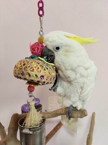 啃咬解闷鹉林外传益智鹦鹉玩具