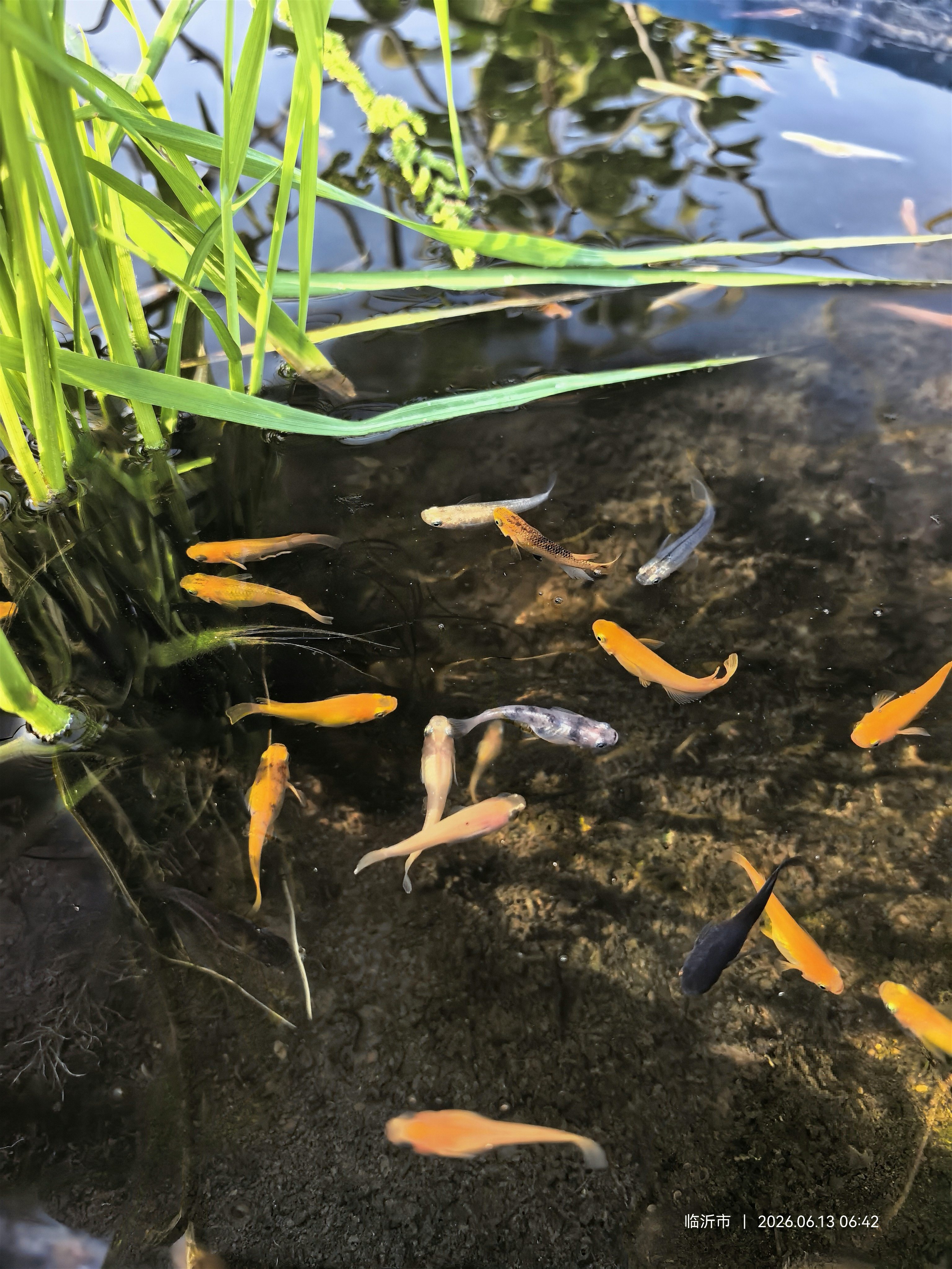 观背青鳉淡水观赏鱼魔法鱼冷水鱼鱼