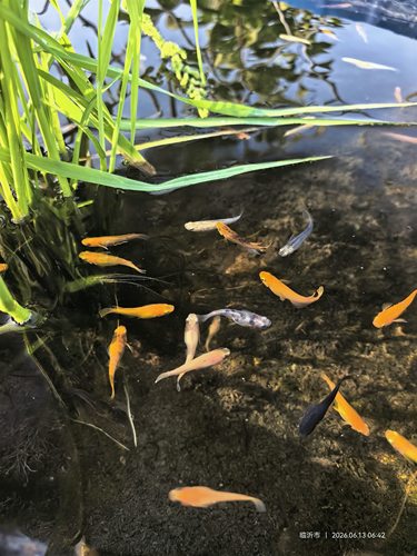 观背青鳉淡水观赏鱼魔法鱼冷水鱼小锦鲤金鱼活体古法缸草缸鱼活体