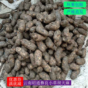 8个一斤 500g 野生新鲜天麻包邮 昭通野生天麻彝良小草坝天麻