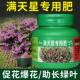 满天星专用肥肥料锥花丝石竹营养液四季 肥复合肥花肥开花营养养料