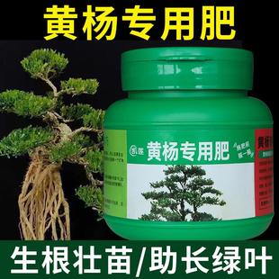 黄杨专用肥雀舌黄杨盆景肥料树桩米叶珍珠营养液室内外造型有机肥