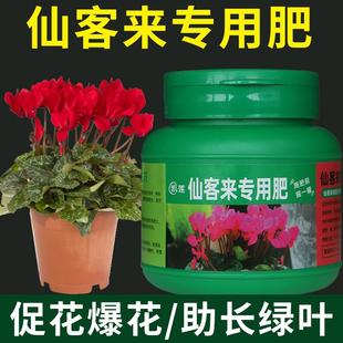 仙客来专用肥花肥家用阳台通用复合肥养花植物绿植肥料仙客来花肥