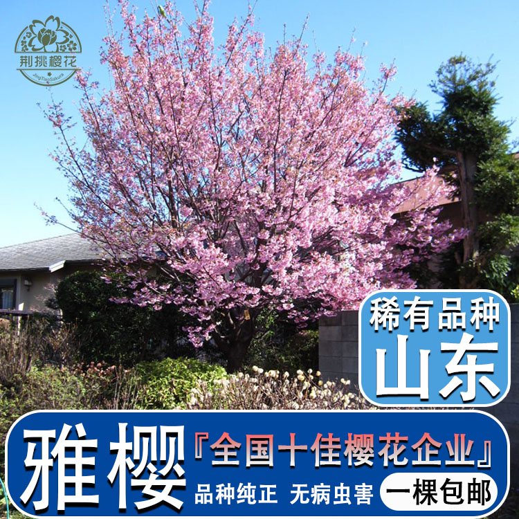 【泰山樱道馆】雅樱公主樱樱花树苗稀有品种园区庭院