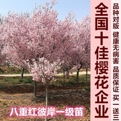 【泰山樱花馆】八重红彼岸樱 樱花园稀有樱花品种 粉色单瓣樱花苗