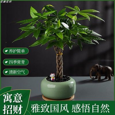 辫子五福发财树盆栽中式田园风室内观叶植物轻奢佛系禅意观赏绿植