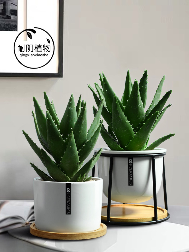 芦荟办公室小盆栽好养甲醛花卉