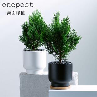 侧柏盆栽侧柏树苗小盆栽花卉绿植室内客厅桌面创意扁柏办公室绿植
